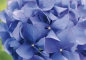 Preview: Fototapete HORTENSIA 368x254cm, Blüten, Staude Hortensien, Blumen violett, lila