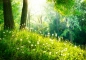 Preview: Vlies Fototapete 30 - Sunny Forest Tapete Wald Bäume