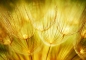 Preview: Vlies Fototapete 73 - Dandelion Dreams Pflanzen Tapete Pusteblume L
