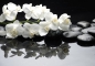Preview: Vlies Fototapete 97 - White Orchids an Black Stones Ornamente Tapete Orchidee Blumen Blumenranke Rosa Natur schwarz