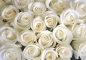 Preview: Vlies Fototapete 184 - Blumen Tapete Rose Blüten Natur Liebe Love Blüte Weiß weiß