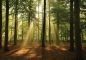 Preview: Vlies Fototapete 3287 - Wald Tapete Laubbaum, Laubwald, Sonne, Sonnenstrahlen bunt