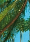 Preview: Fototapete SOUTH SEA 183x254 Südsee Strand Palmen blau Island tropische Insel