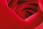 Preview: Fototapete ROTE ROSE 175x115 cm red Flower Blüte Blume