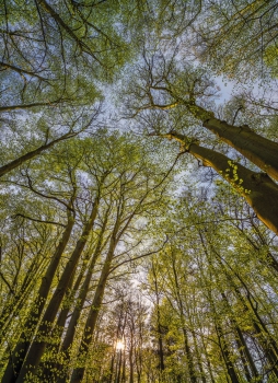 Fototapete National Geographic CANOPY, 184x254 grünes Blätterdach im Buchenwald