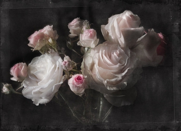Fototapete ETERNITY, 184x254cm, Strauss rosa-weisser Rosen vor schwarzem Hintergrund