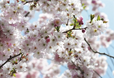 Fototapete National Geographic SPRING 368x254 Kirschblüte im Frühling rosa weiss