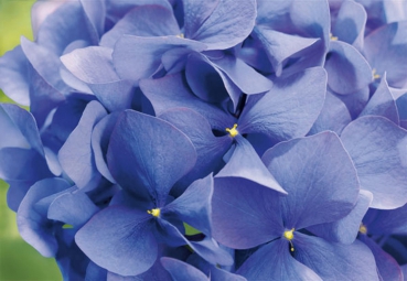 Fototapete HORTENSIA 368x254cm, Blüten, Staude Hortensien, Blumen violett, lila