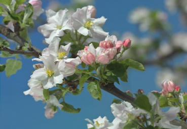 Fototapete PRIMAVERA 368x254 erste Blüten des Frühlings erfrischendes weiss-rosa