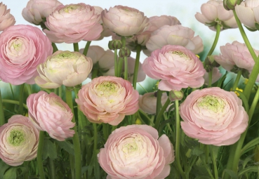 Fototapete GENTLE ROSE 368x254 rosa Ranunkeln frische Blumen helle Blüten grün