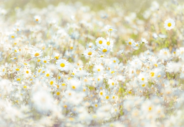 Fototapete DAISIES, 368x254cm, weisse Margeriten, Blumen fokussiert, helle Blüten