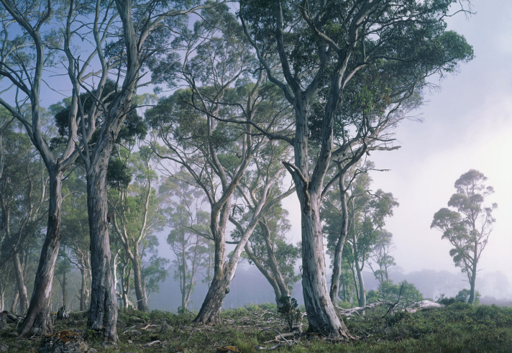 Fototapete National Geographic FANTASY FOREST 368x254 Wald im Morgennebel