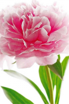 Fototapete PINK PEONY 115x175 cm traumhafte Pfingsrose Blume rosa Blüte Flower