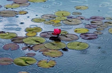 Fototapete WATERLILIES 175x115 rosa-rote Seerose Teichrose Regen Wasser Tropfen