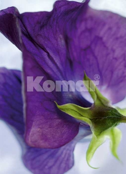 Fototapete VIOLA 184x254 cm violette Blume Stiefmütterchen Makro-Fotografie lila