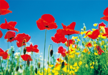 Fototapete POPPY FIELD 366x254 rote Mohnblumen Poppies gelb grosse Blüten Blumen