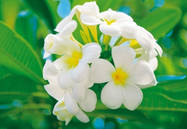 Fototapete FRANGIPANI BLOSSOMS 366x254cm weisse Blüten der Südsee Blumen Karibik