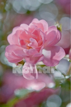 Fototapete BOUQUET 184x254 cm rosa Blume Rose Blüte nachcolorierte Rosen moderne