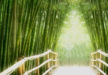 Vlies Fototapete 2 - Bamboo Walk Wald Tapete Bambusweg Bambuswald Dschungel Asia Asien Bamboo Way Wald gr