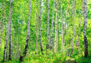 Vlies Fototapete 7 - Birch Forest Wald Tapete Birkenwald B