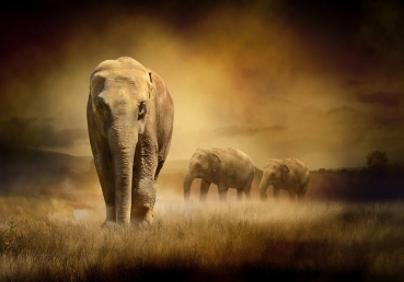 Vlies Fototapete 11 - African Savanna Afrika Tapete Afrika Savanne Elefant Elefanten Gras Landschaft braun