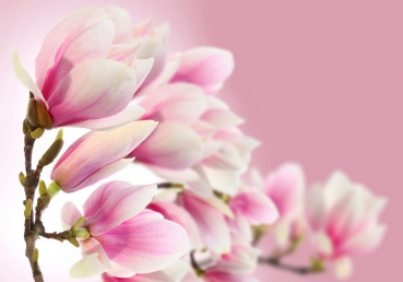 Vlies Fototapete 14 - Pink Magnolia Blumen Tapete Magnolie Blumenranke Pflanzen Natur Orchidee Blume rosa pink