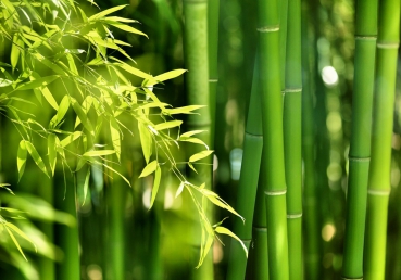 Vlies Fototapete 18 - Far Asia Bamboo Wald Tapete Bambus Bambuswald Dschungel Asia Asien Bambusweg gr