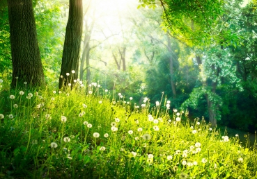 Vlies Fototapete 30 - Sunny Forest Tapete Wald Bäume