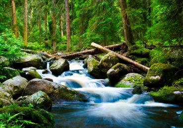 Vlies Fototapete 31 - Waterfall WoodsWald Tapete Wald Wasserfall Natur Baum gr