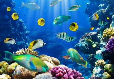 Vlies Fototapete 33 - Underwater WorldTiere Tapete Aquarium Unterwasser Meereswelt Meer Fische Riff Korallenriff blau