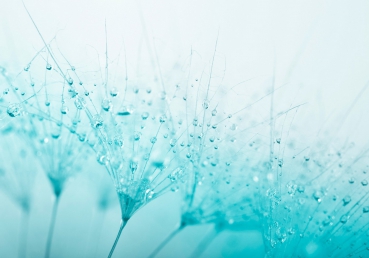 Vlies Fototapete 39 - Turquoise Dandelion Blumen Tapete Pusteblume türkis