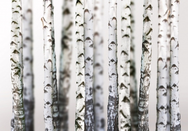 Vlies Fototapete 44 - Black an White Birch Trunks Wald Tapete Birkenwald 3D Perspektive Birke St
