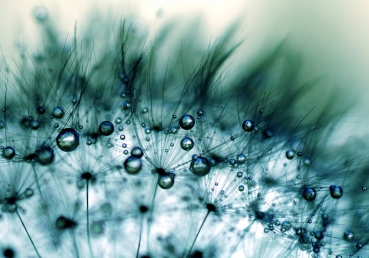 Vlies Fototapete 46 - Turquoise Dandelion II Blumen Tapete Pusteblume türkis