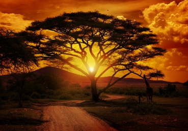 Vlies Fototapete 59 - African Sunset Sonnenuntergang Tapete Sonnenaufgang Afrika Steppe Giraffe Orange Safari orange