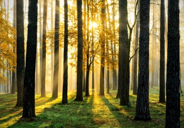 Vlies Fototapete 62 - Sunlight Forest II Wald Tapete Wald B