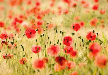 Vlies Fototapete 70 - Dream of Poppies Blumen Tapete Romantik Mohn Feld Blumen Gras gr