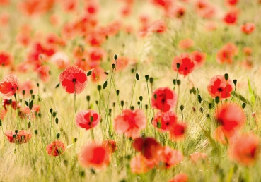 Vlies Fototapete 70 - Dream of Poppies Blumen Tapete Romantik Mohn Feld Blumen Gras grün