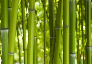 Vlies Fototapete 71 - Dream of Bamboo Bambus Tapete Wald Wood Forest Jungle Dschungel Garten Natur Baum Gras gr