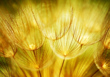Vlies Fototapete 73 - Dandelion Dreams Pflanzen Tapete Pusteblume L