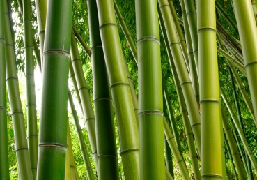 Vlies Fototapete 75 - Paradies of Bamboo Bambus Tapete Wald Bambuswald Dschungel Garten Natur B