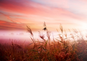 Vlies Fototapete 77 - Pink DunesPflanzen Tapete Sonnenaufgang Meer Strand D