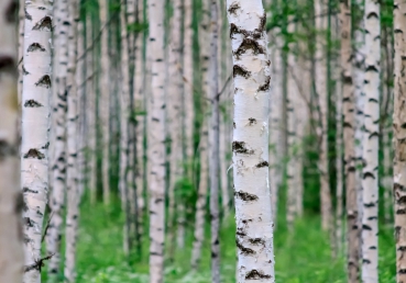 Vlies Fototapete 81 - Birch Forest II Wald Tapete Birkenwald 3D Perspektive Birke St