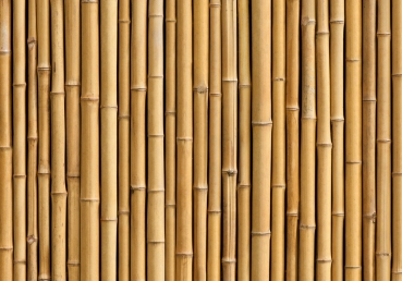Vlies Fototapete 83 - Golden Bamboo Bambus Tapete gold gelb Wald Bambuswald Dschungel Garten Natur B