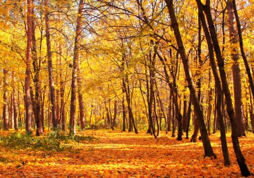 Vlies Fototapete 84 - Autumn Forest Wald Tapete Herbstbl