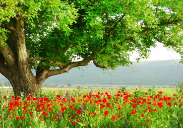 Vlies Fototapete 90 - A Beautiful TreeNatur Tapete Natur Mohn Feld Baum Wald B