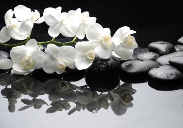 Vlies Fototapete 97 - White Orchids an Black Stones Ornamente Tapete Orchidee Blumen Blumenranke Rosa Natur schwarz