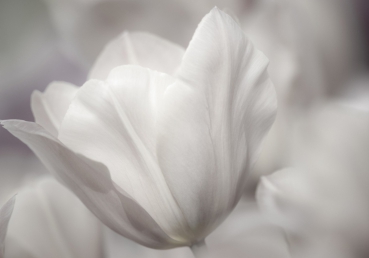 Vlies Fototapete 98 - White TulipsOrnamente Tapete Tulpen Blumen Blumenranke wei