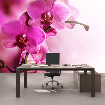 Vlies Fototapete 99 - Pink Orchid Ornamente Tapete Orchidee Blumen Blumenranke Rosa Pink Natur Pflanzen pink