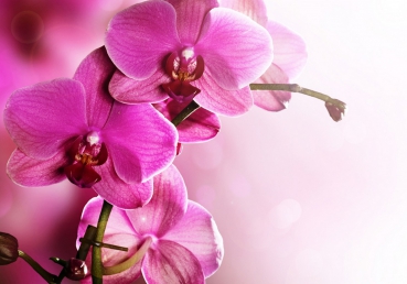 Vlies Fototapete 99 - Pink Orchid Ornamente Tapete Orchidee Blumen Blumenranke Rosa Pink Natur Pflanzen pink