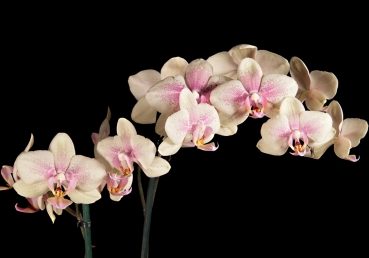 Vlies Fototapete 104 - Creamy OrchidOrnamente Tapete Orchidee Blumen Blumenranke Rosa Pink Natur Pflanzen rosa